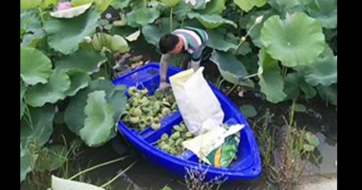 荷花養殖漁船（chuán）應用案例