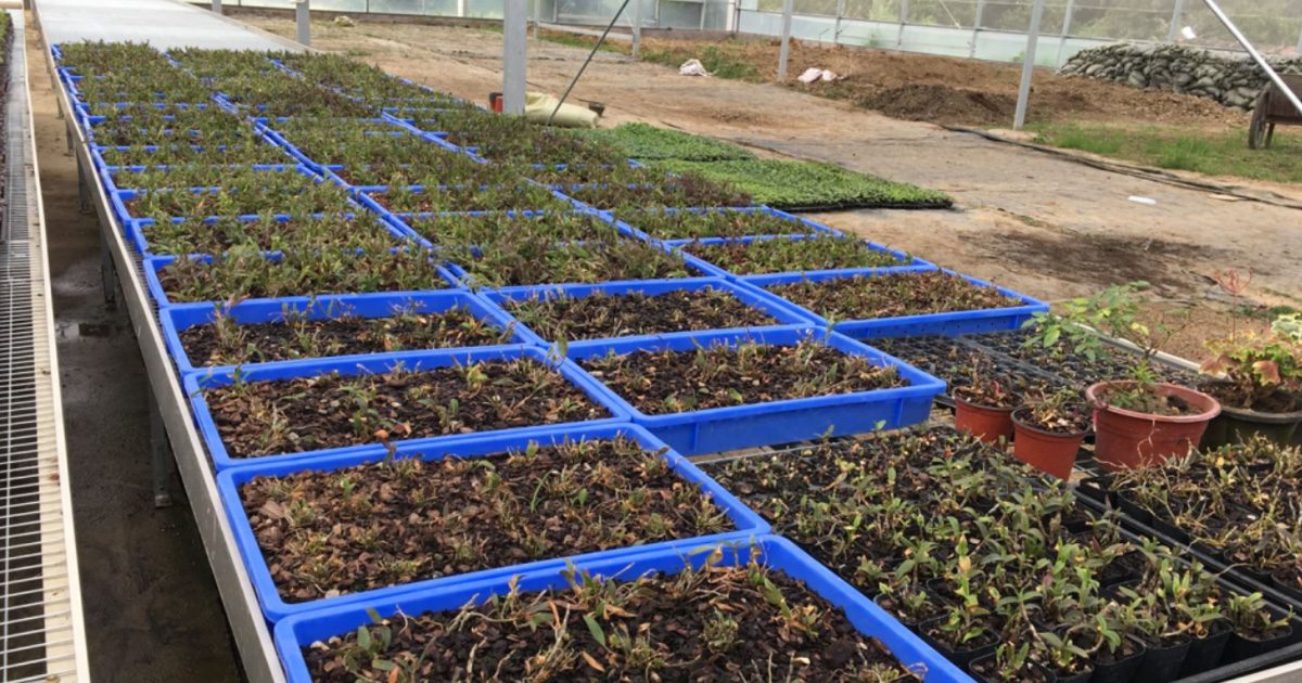 周轉箱種（zhǒng）植應用