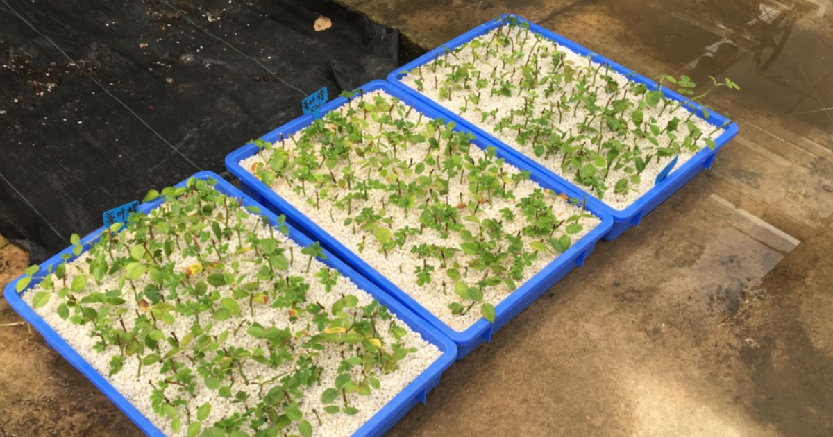 周轉箱種（zhǒng）植應用